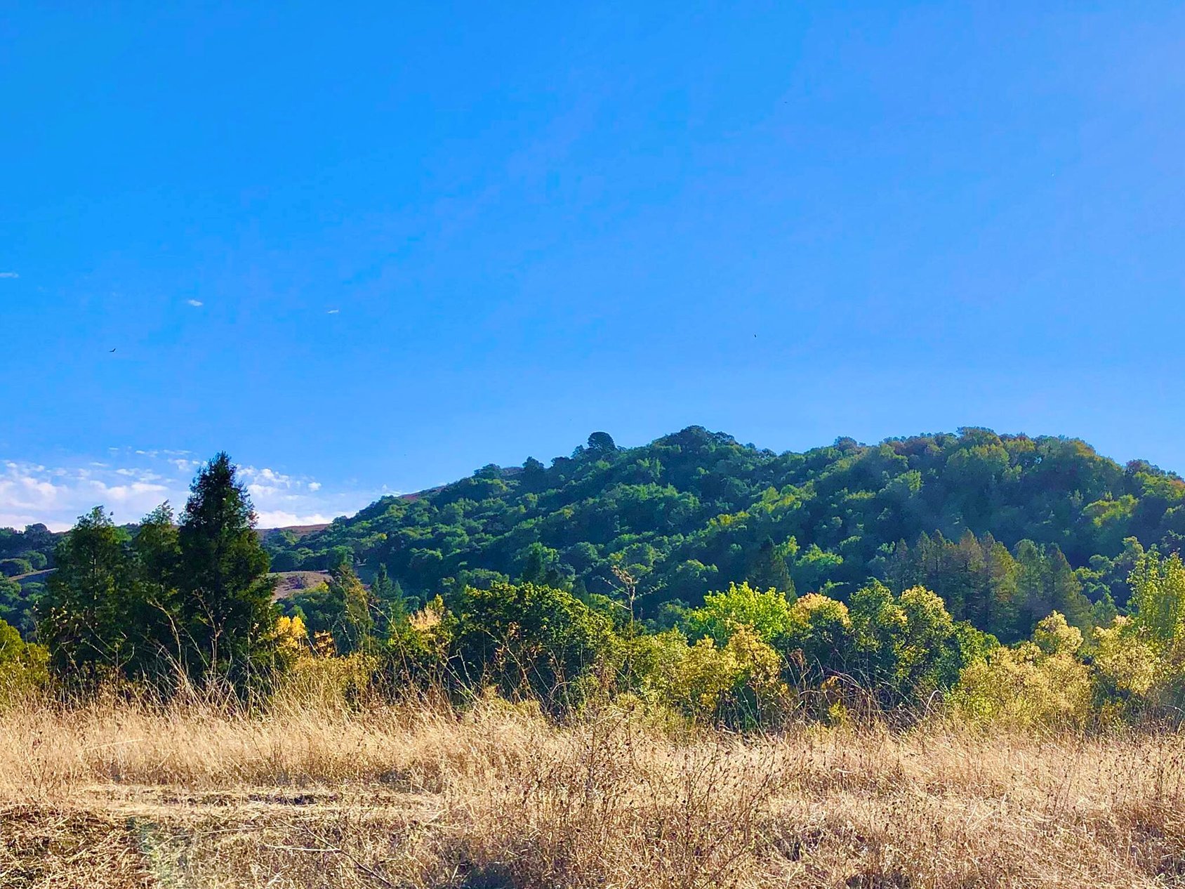 East Bay hillside above Lafayette in late summer, golden grass and oak woodland.
